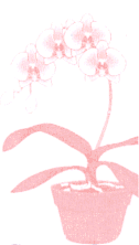 Orchid in pot